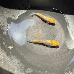 🐟ファラオ
