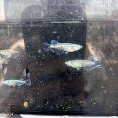 飛鳴