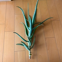 アロエ
