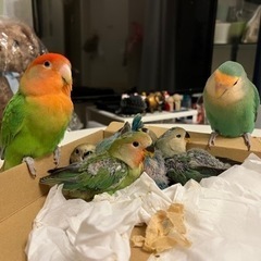 コザクラインコ　インコ - 津市