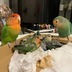 ランキングキーワードに紐づく投稿画像-インコ