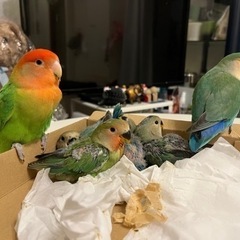 コザクラインコ　インコ - その他
