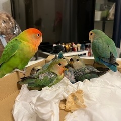 コザクラインコ　インコ − 三重県