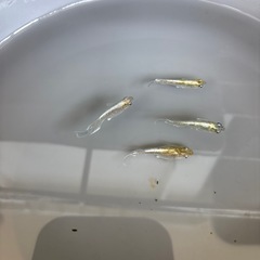 蒼玉エボ