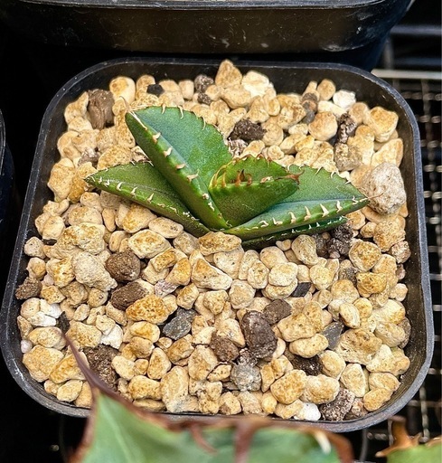 チタノタ セット 購入 アガベ チタノタ セット