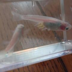 めだか　紅ほっぺ他　　卵3種類30個の画像