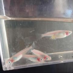 めだか　紅ほっぺ他　　卵3種類30個の画像