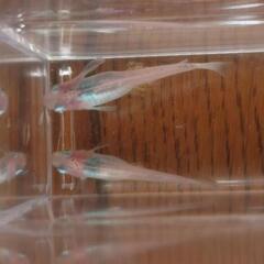 めだか　紅ほっぺ他　　卵3種類30個の画像