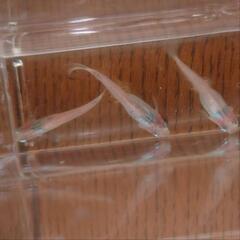 めだか　紅ほっぺ他　　卵3種類30個の画像