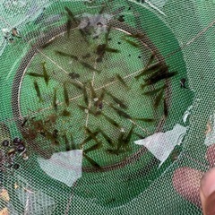 ミナミヌマエビ の画像