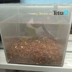 メダカ飼育ケースセット浮き草水草付き