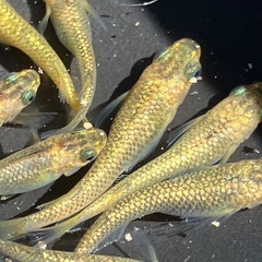 (決まりました)サンシャイン　メダカ　若魚　１５匹