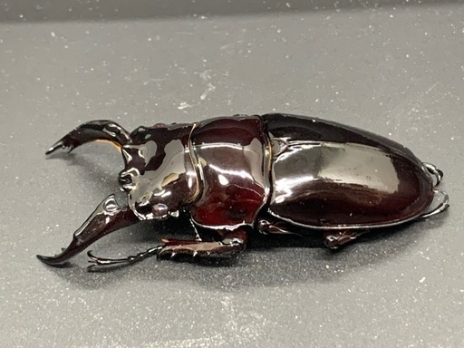 赤レギウスオオツヤクワガタ♂単品 (SA) 茨木のその他の中古あげます