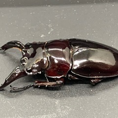 赤レギウスオオツヤクワガタ　♂単品の画像