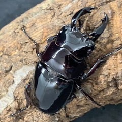 赤レギウスオオツヤクワガタ　♂単品の画像