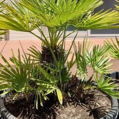 チャメロップス(中)🌴 5鉢の画像