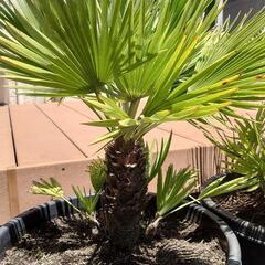 チャメロップス(中)🌴 5鉢の画像
