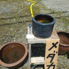 メダカ100円 販売 多気町野中不羈舎