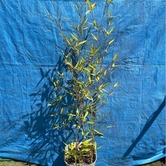 布袋竹の鉢植え