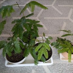 エバーフレッシュ　2年生