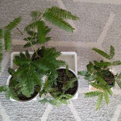 エバーフレッシュ　2年生の画像