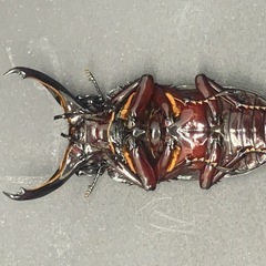 赤レギウスオオツヤクワガタ　♂単品の画像