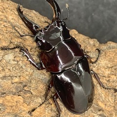 赤レギウスオオツヤクワガタ　♂単品の画像
