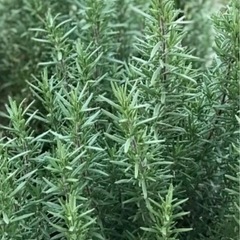 オーガニックのローズマリー 長め切り枝　無農薬の画像