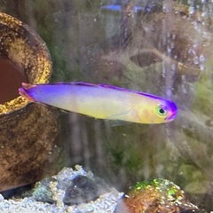 海水魚★　アケボノハゼ　　インド洋　イエロータイプ　　　　