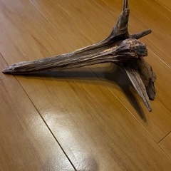 流木の画像