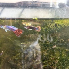 ⑩ 　グッピーの稚魚 10匹の画像