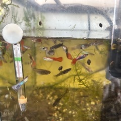 ⑩ 　グッピーの稚魚 10匹の画像