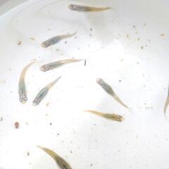 深海メダカ　１０匹