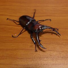 トカラノコギリクワガタ　ペア【お子様限定】No.5-5
