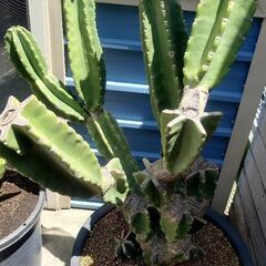 柱サボテン(大)🌵 枯木仕立て 破格値の画像