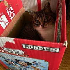 【急募】メスにゃんこの里親さん - 里親募集