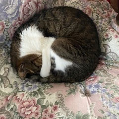 【急募】メスにゃんこの里親さん - 猫