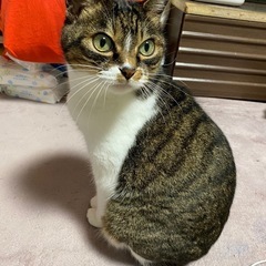 【急募】メスにゃんこの里親さん - 大館市