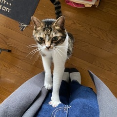 【急募】メスにゃんこの里親さん − 秋田県