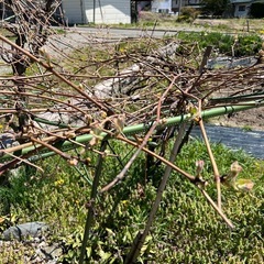 写真追加&値下げしました！　ふどうの木　の画像