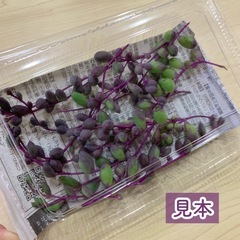 多肉植物 ルビーネックレス50gの画像