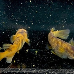 AW-03R（和墨系統）　稚魚〜若魚　メダカの画像