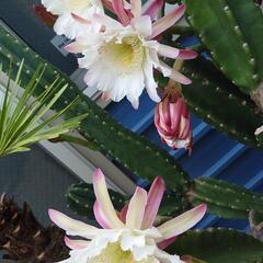 柱サボテン(大)🌵 枯木仕立て 破格値の画像