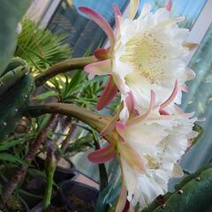 柱サボテン(大)🌵 破格値の画像