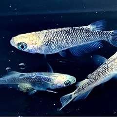 白姫　稚魚〜若魚　メダカの画像