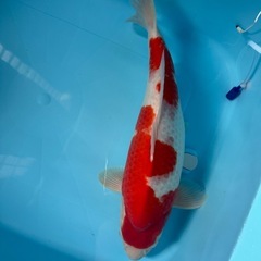 錦鯉紅白の画像