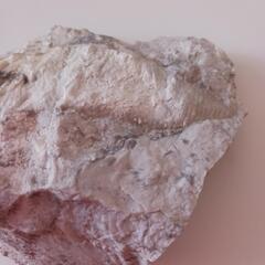化石 ウミユリの画像