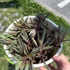 【再販売開始‼︎‼︎】リュウゼツランの画像