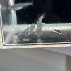 メダカと水草【早く来られる方優先です】
の画像