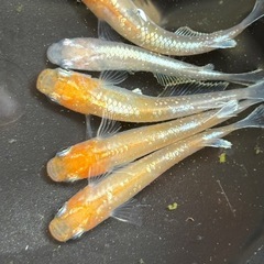メダカと水草【早く来られる方優先です】
の画像
